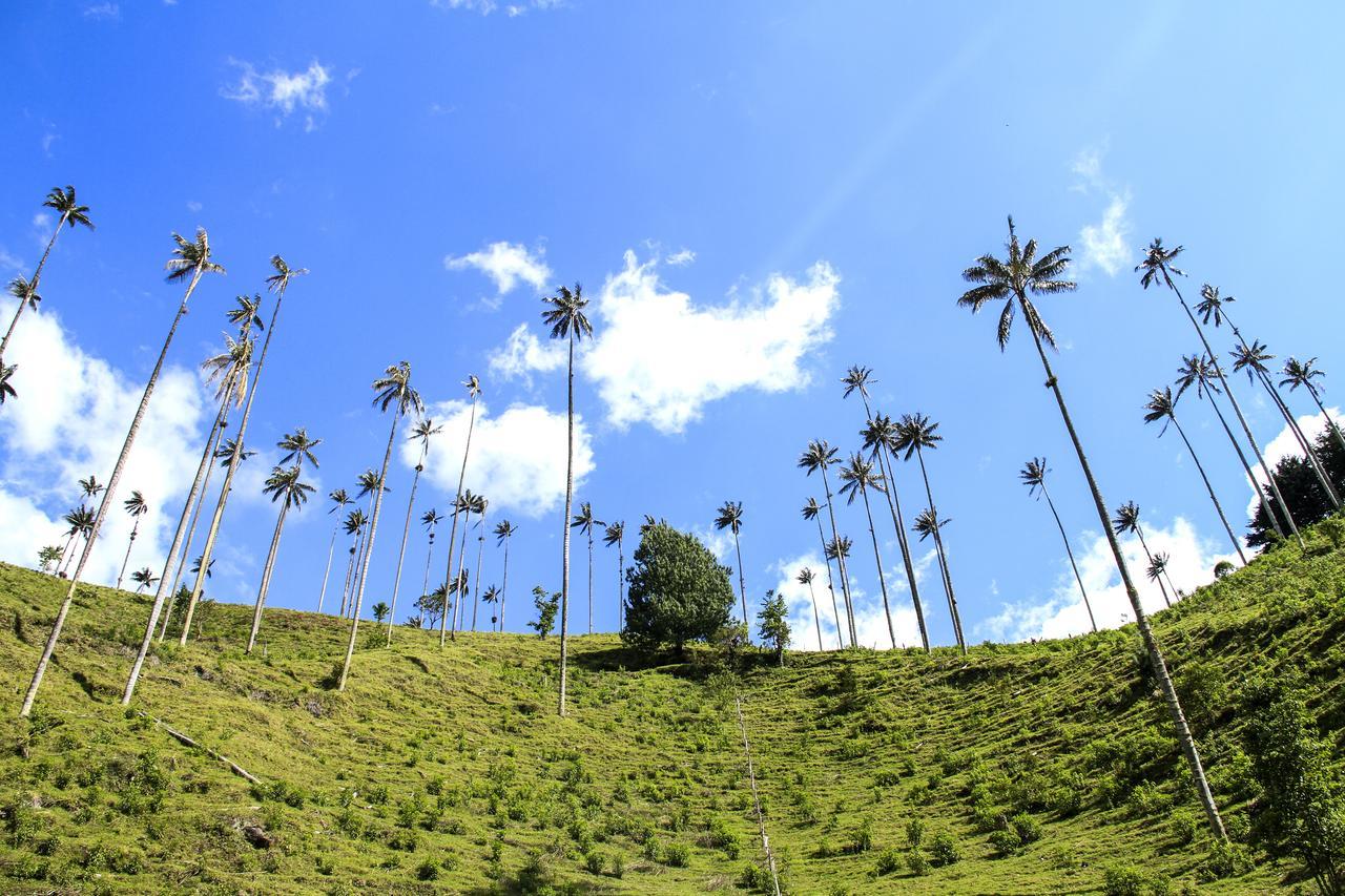Гостевой дом Palmas De Cocora Саленто Экстерьер фото